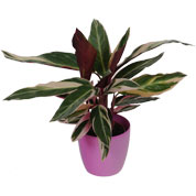 Calathea 'Triostar' + Cachep Rosa
